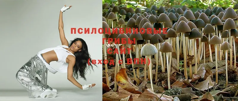 Псилоцибиновые грибы Psilocybine cubensis  Вольск 